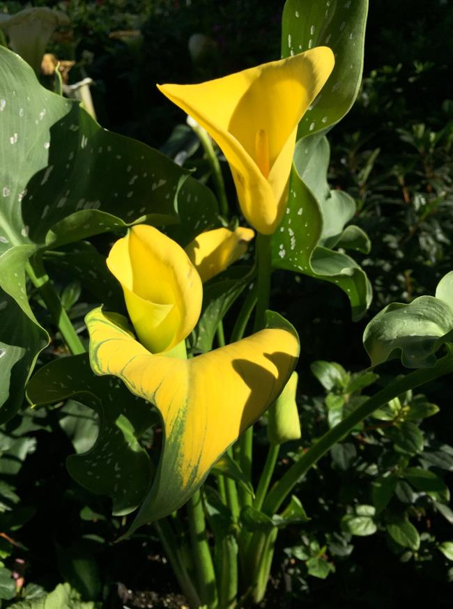 صور زنابق صفراء جميلة