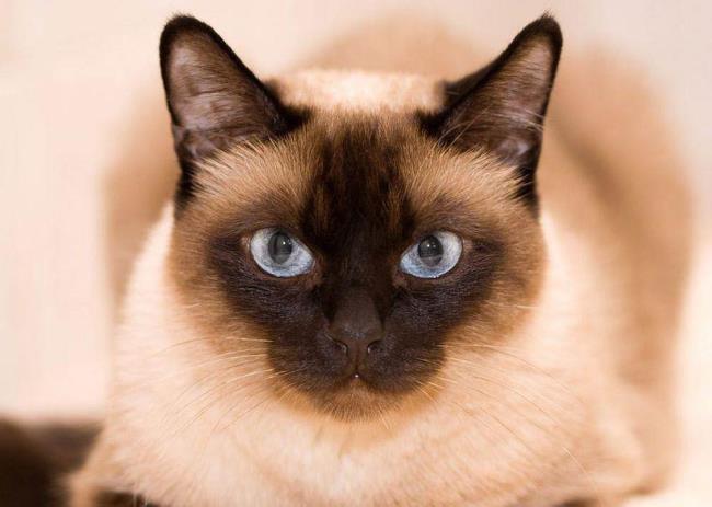 Sammlung der schönsten siamesischen Katzen