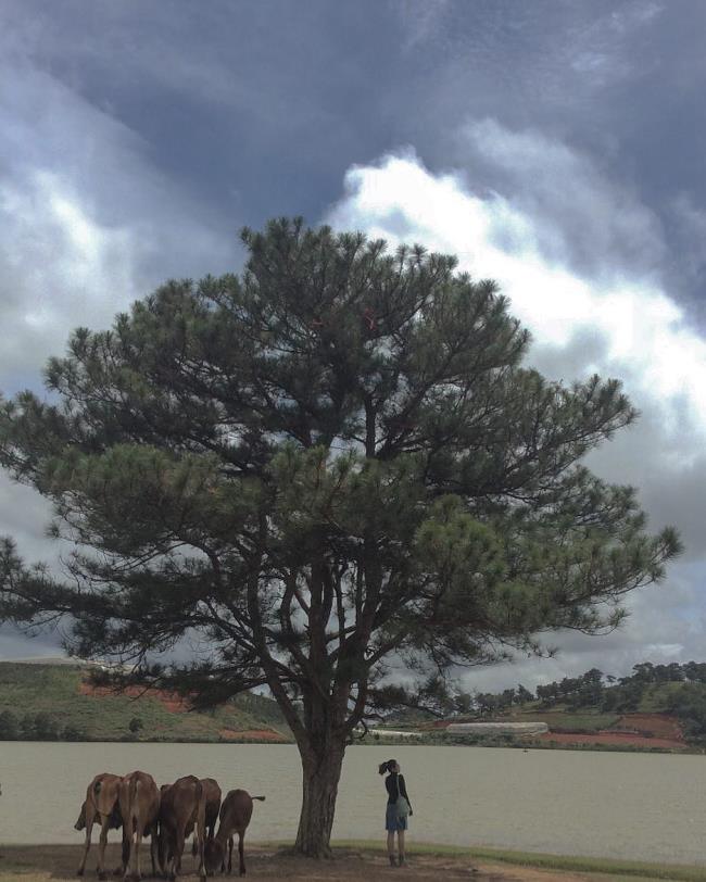 ダラットで最も美しい松の木のまとめ