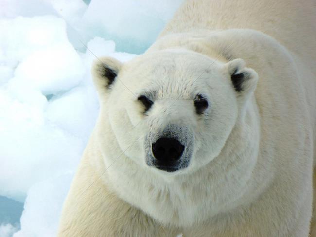 Imagini de top cu ursi polari frumoși atrag oamenii să se uite