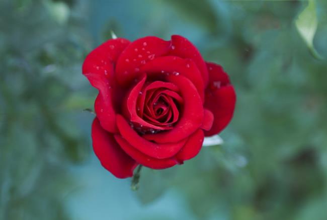 Mawar indah 13