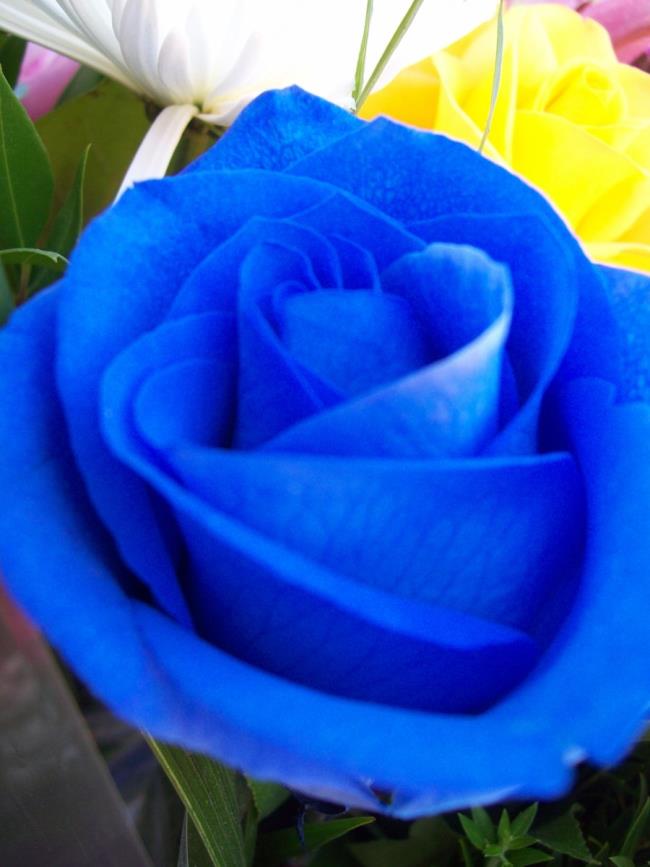 pola mawar biru 04