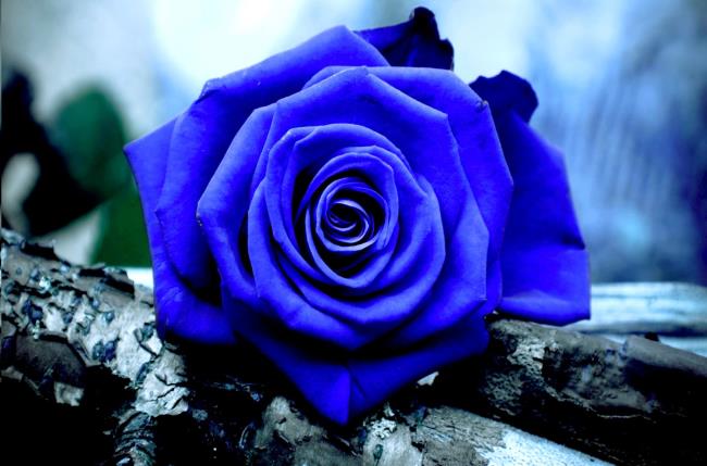 Pola mawar biru 06