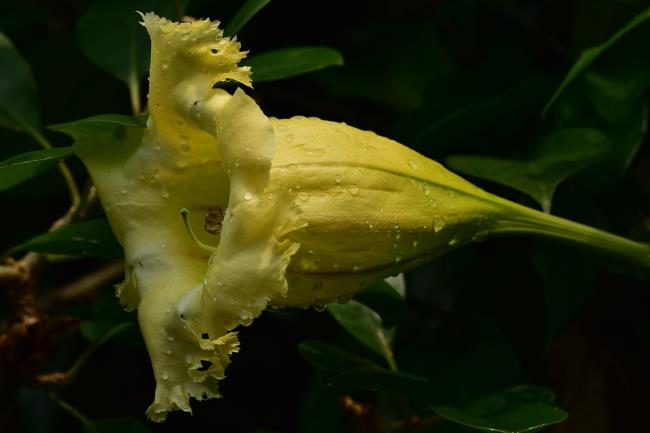 Gambar bunga lili kuning yang indah