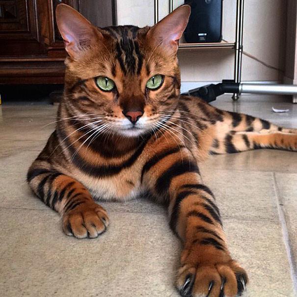 Collection of the most beautiful Bengal cats