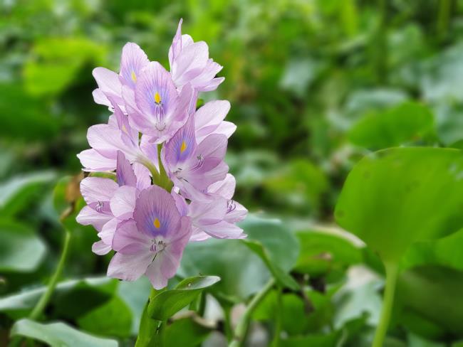 Kombinieren Sie Bilder der schönsten Hyazinthenblumen
