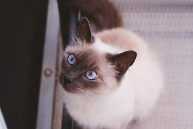 सबसे सुंदर स्याम देश की बिल्लियों का संग्रह