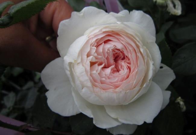 pola mawar putih 08