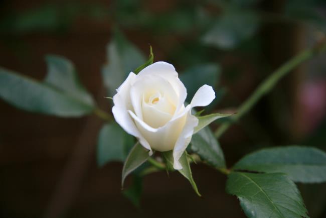 pola mawar putih 10