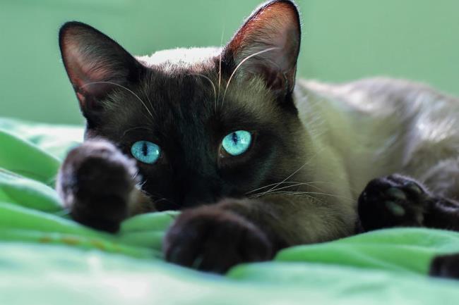 Коллекция самых красивых сиамских кошек