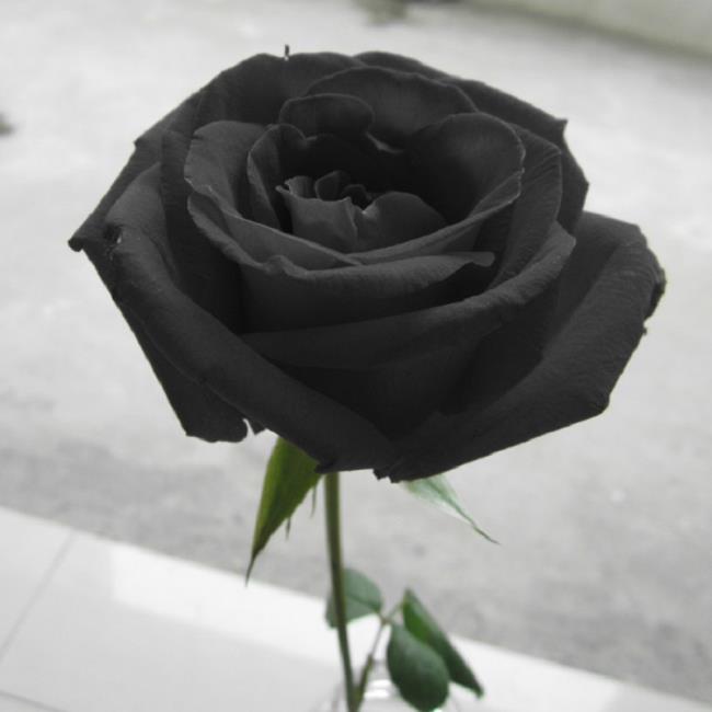 Pola mawar hitam 01