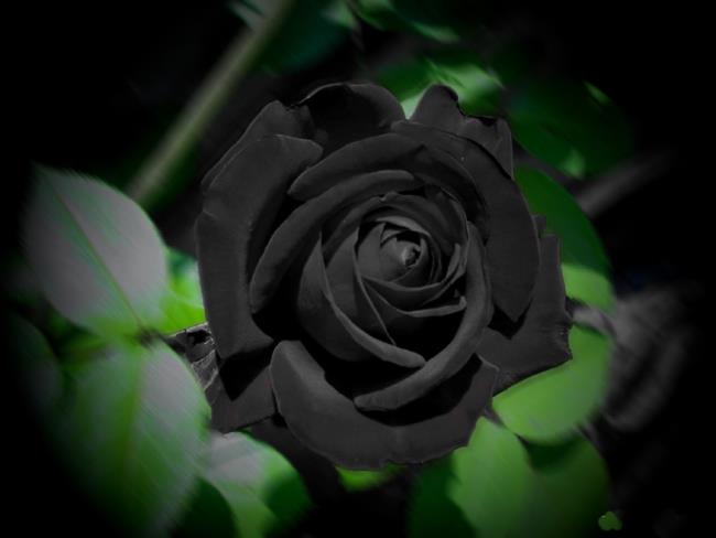 Pola mawar hitam 03