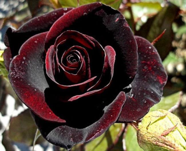 Pola mawar hitam 05