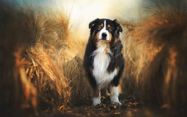 सबसे सुंदर बर्नीज़ पर्वत कुत्ते की छवियों का संग्रह