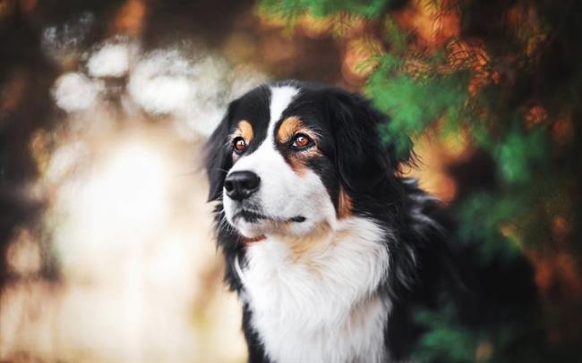 Sammlung der schönsten Berner Sennenhundebilder