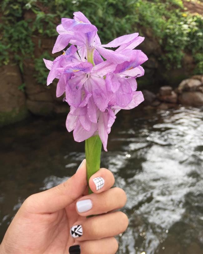 Łącząc zdjęcia najpiękniejszych kwiatów hiacyntu