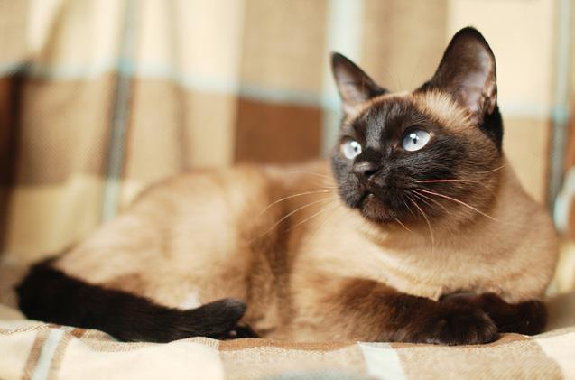Sammlung der schönsten siamesischen Katzen