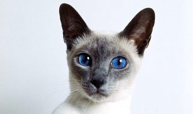 Collection of the most beautiful Siamese cats