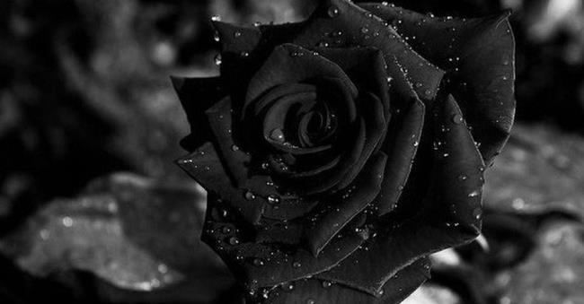 Pola mawar hitam 07