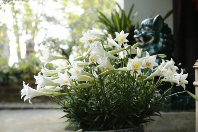 Beautiful bouquet images