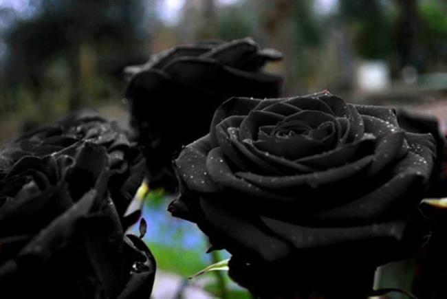 Pola mawar hitam 08