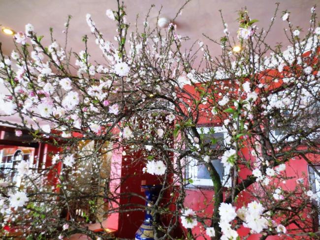 Zusammenfassung der schönsten weißen Aprikosenblüten