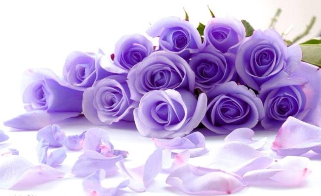 Beberapa gambar mawar ungu yang indah