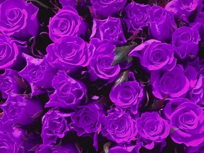 Beberapa gambar mawar ungu yang indah