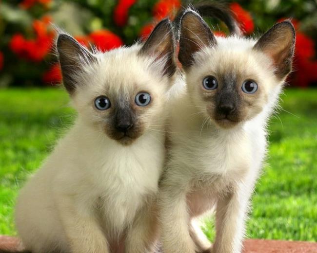 Colección de los gatos siameses más bellos