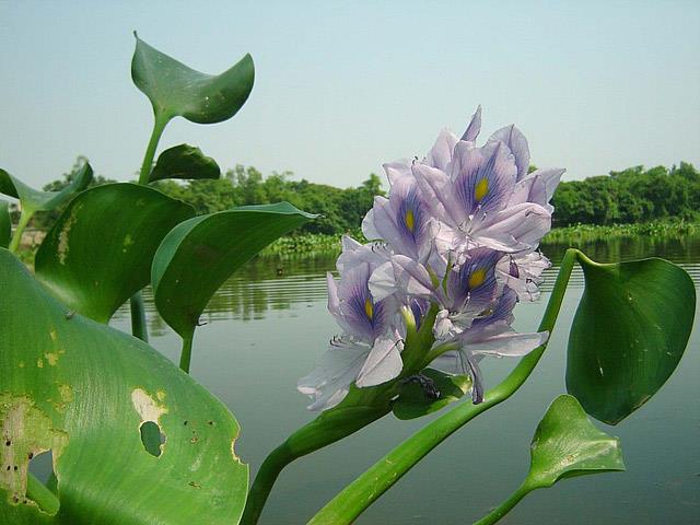 Combinando imágenes de las flores de jacinto más bellas