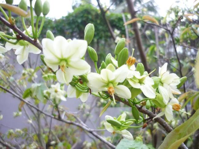 Rezumatul celor mai frumoase flori de caise albe