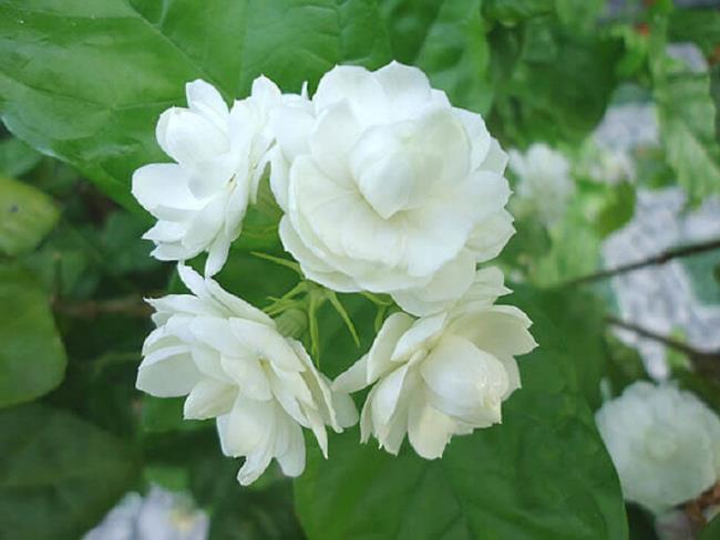 Beautiful jasmine pictures
