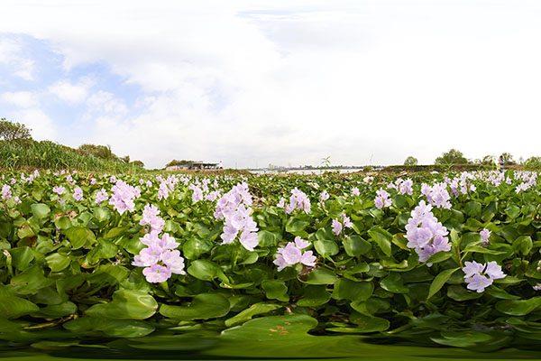Łącząc zdjęcia najpiękniejszych kwiatów hiacyntu