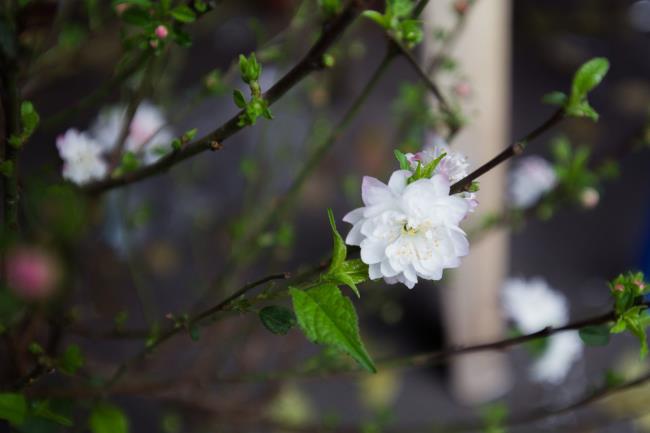 सबसे सुंदर सफेद खुबानी फूलों का सारांश