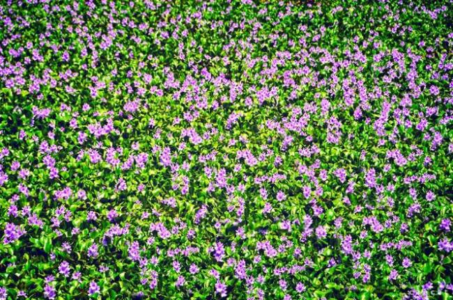 Menggabungkan gambar bunga eceng gondok yang paling indah