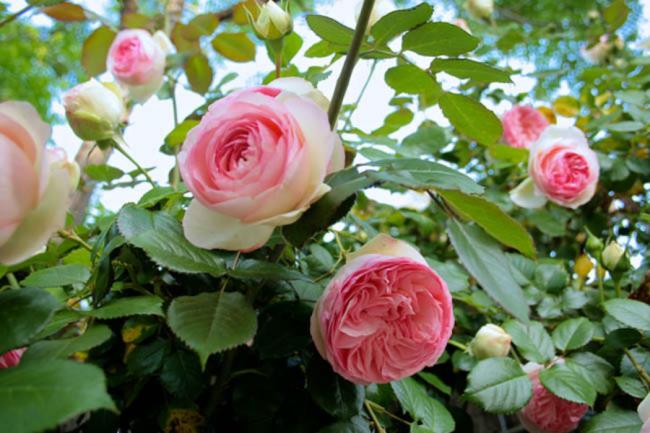 Beberapa foto indah tentang mawar Prancis