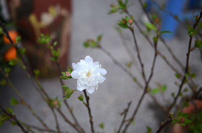 Rezumatul celor mai frumoase flori de caise albe