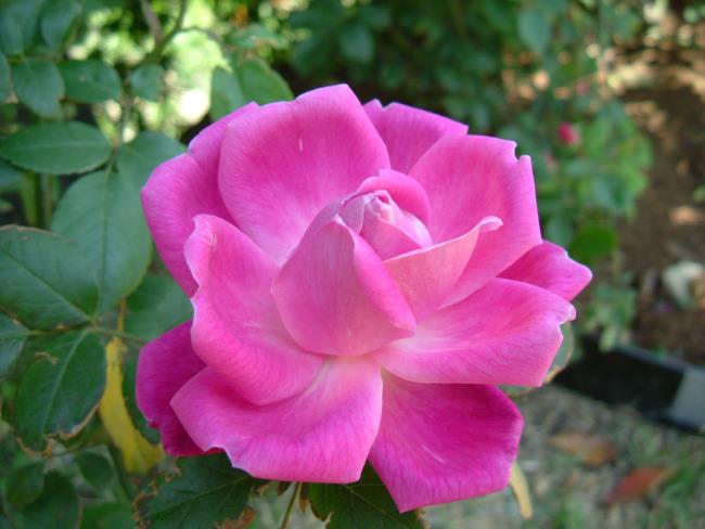 Beberapa foto indah tentang mawar Prancis
