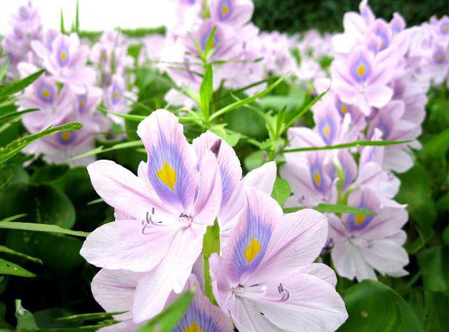 Kombinieren Sie Bilder der schönsten Hyazinthenblumen