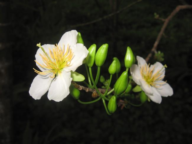 Podsumowanie najpiękniejszych białych kwiatów moreli