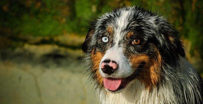 Sammlung der schönsten Berner Sennenhundebilder
