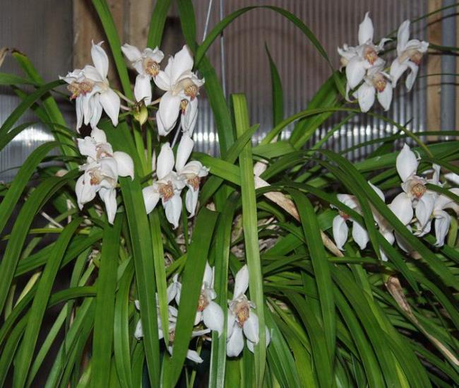 En güzel Cymbidium orkide görüntülerini birleştirmek