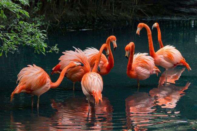 Photos flamants roses - Les plus beaux oiseaux du monde