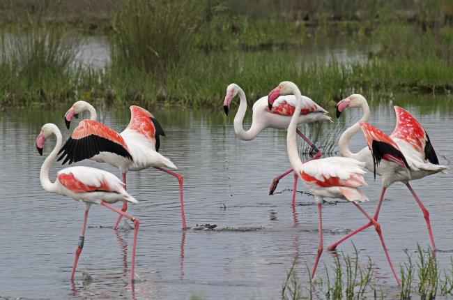 Foto flamingo - Unggas paling indah di dunia