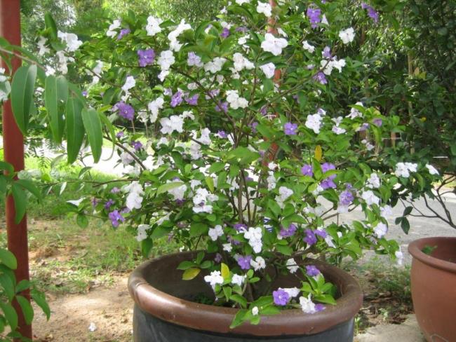 Beautiful jasmine tree pictures 