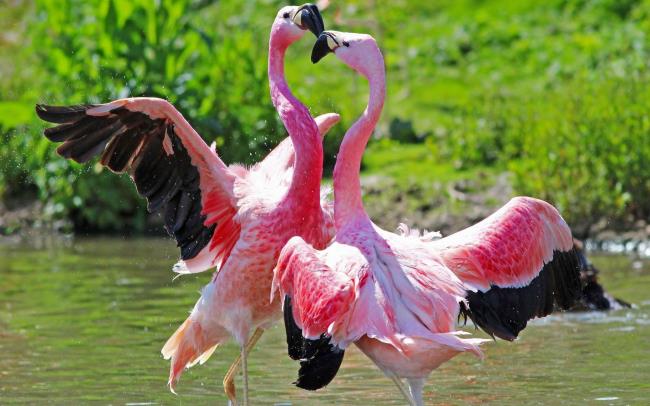 Photos flamants roses - Les plus beaux oiseaux du monde