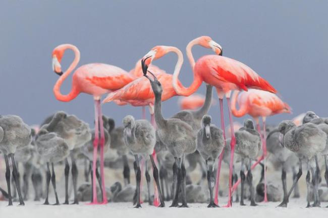 Foto flamingo - Burung terindah terunggul di dunia