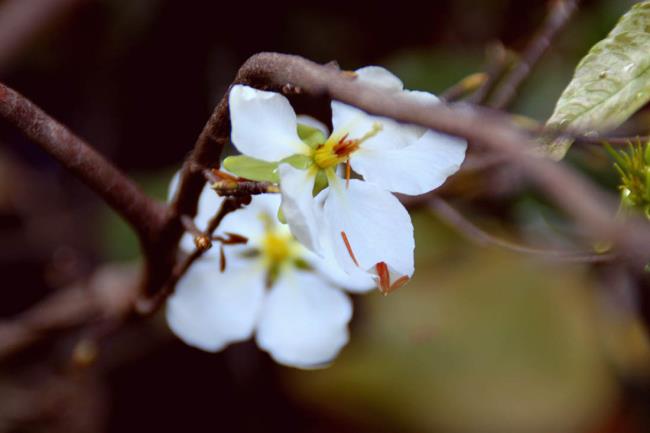 ملخص أجمل زهور المشمش البيضاء