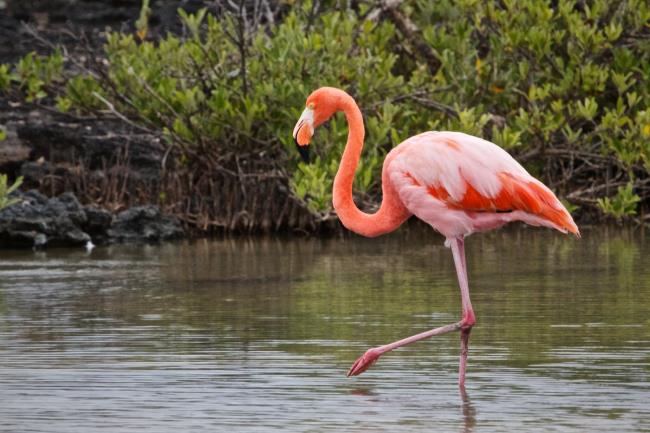 Foto flamingo - Unggas paling indah di dunia