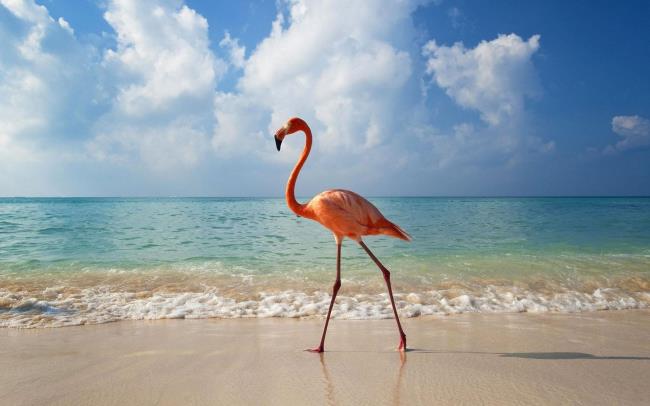 Fotoğraflar flamingolar - Dünyanın en güzel kuşları